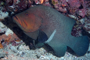 Maldives 2021 - Vielle roga - Red-flushed cod - Aethaloperca rogaa - DSC00494_rc